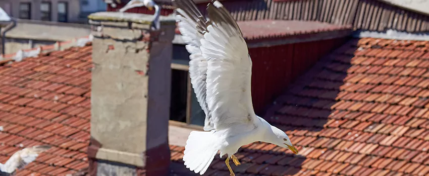 Residential Chimney Animal Removal Solution in Van Buren, AR