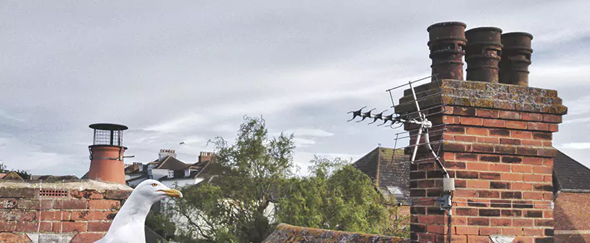 Chimney Cleaning And Restoration in Van Buren, Arkansas